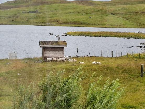 ein kleiner See umrahmt von grünem Land, ein Steg und ein Häuschen am Ufer, in dessen keilförmigen Windschatten ein Dutzend Schafe im Gras liegen