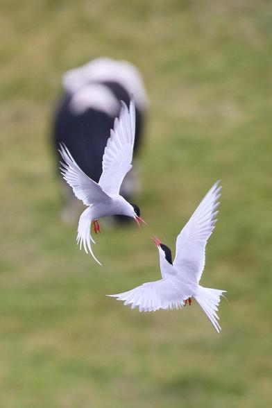 zwei zankende Küstenseeschwalben im Flug mit geöffneten Schnäbeln und ausgebreiteten Flügeln, ihre Schnäbel berühren sich fast