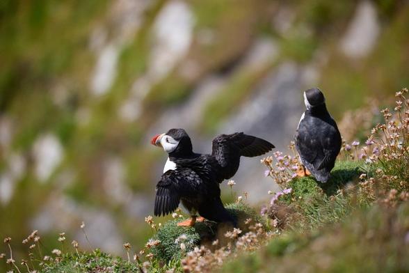zwei Papageitaucher von hinten auf einem Felsen, der eine breitet gerade seine Flügel aus