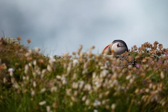 hinter Gräsern und Blüten schaut ein Papageitaucherkopf hervor