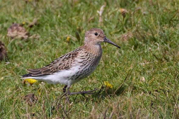 ein junger Alpenstrandläufer im Gras