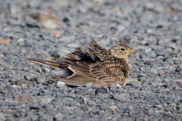 eine aufgeplusterte Feldlerche nimmt ein Sandbad auf einem Schotterweg