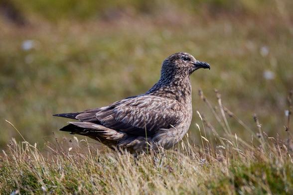 eine Große Skua sitzt auf einer Wiese im Moor