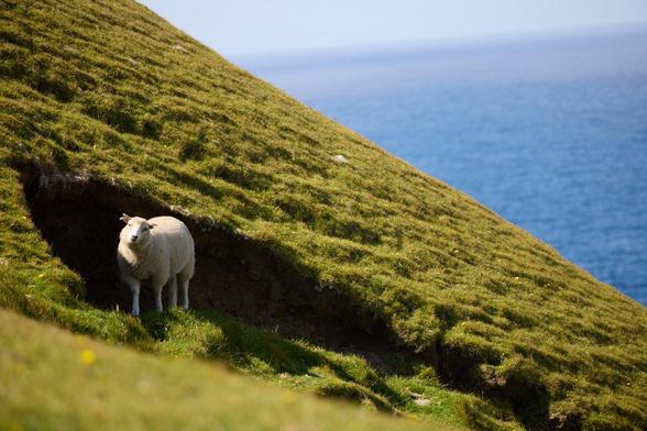 ein steiler grüner Hügel, im Hintergrund blaues Meer, in einer natürlichen Senke steht ein weißes Lamm und schaut zum Betrachter