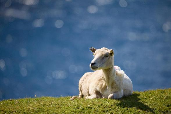ein weißes, geschorenes Schaf liegt in grünem Gras, dahinter blaues Meer