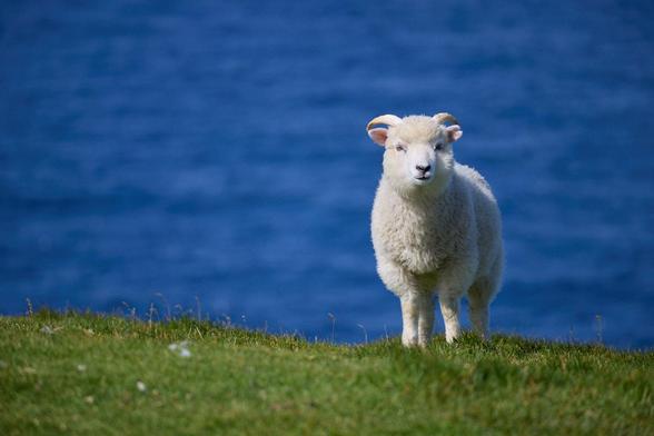 auf grünem Gras steht ein weißes Lamm und schaut zur Kamera, dahinter blaues Meer