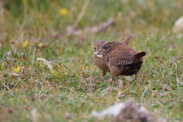 auf einer WIese sieht man einen jungen, sehr dunklen Zaunkönig von hinten, vor ihm steht ein Elternvogel mit einer Motte im Schnabel, um ihn zu füttern