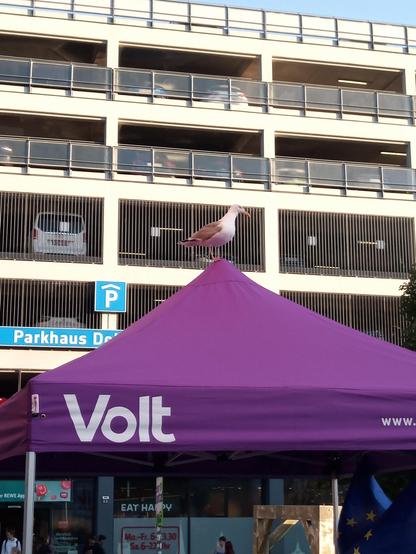 Eine Möwe sitzt auf dem Dach unseres Volt-Pavillons