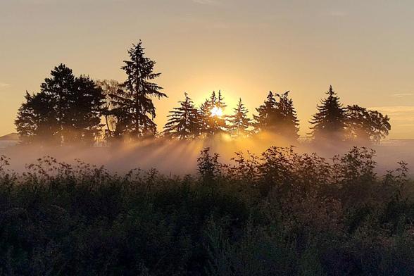 Blick über eine hohe Wiese, durch eine Nadelbaumreihe dahinter bricht das Licht der aufgehenden Sonne, das durch den Bodennebel in einzelne radiale Strahlen gebrochen wird