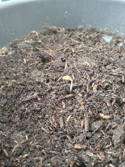 1 cm hohe Cannabispflanze in Erde